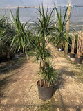Candelabra Marginata Dracaena